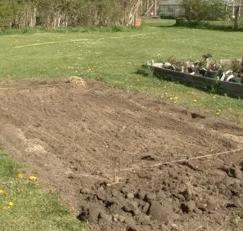 Stauder Jorden i bedet gjøres klar Stauder Jorden i bedet gjøres klar